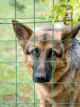 Sad Alsation behind wire fenceの写真素材