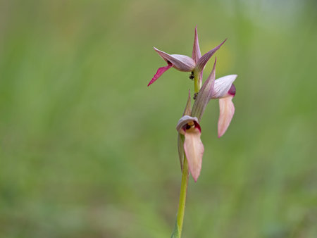 Tongue orchid in natural habitat.の写真素材