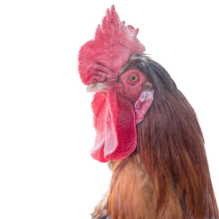 Free range cockerel, rooster on white.