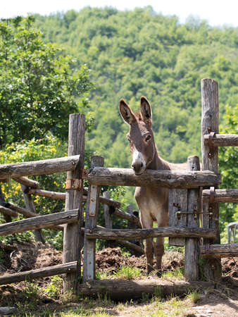 Rural life. Donkey by fence, look almost 3d, backlit by sun.の写真素材