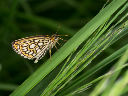 Heteropterus morpheus. Large chequered skipper with eggs.の写真素材