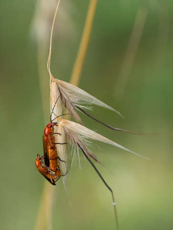 Italy. Rhagoncha fulva.  Soldier beetles mating.の写真素材