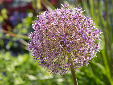 Pink allium flower in garden.