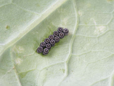 Entomology. Macro.Stink bug eggs. Pentatomoidea.の写真素材