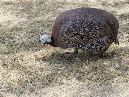 Guinea fowl. Free range. In sunshine.の写真素材