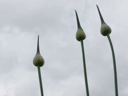 Striking allium spears against grey sky.の写真素材