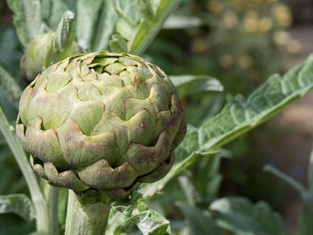 In garden. Artichoke plant.の写真素材