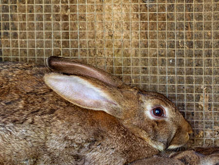 Frightened rabbit in cage, closeup. For meat.の写真素材