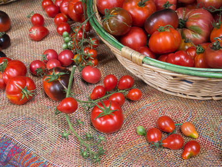 Basket of fresh tomatoes, many varieties.の写真素材