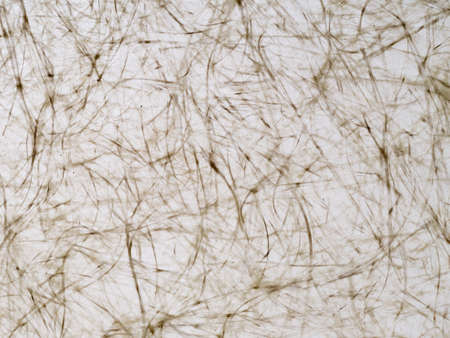 Glass fibre I think. Texture background,wispy.の写真素材