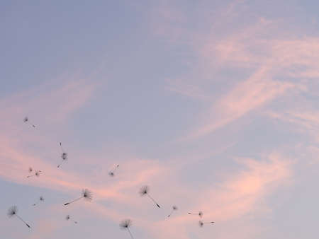 Freedom, lightness concept. Dandelion seeds float free.の写真素材