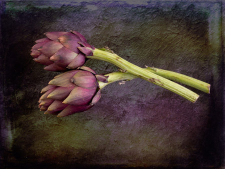 Artichokes. Healthy vegetable, high in cynarin,folate, antioxidents and vitamins.の写真素材