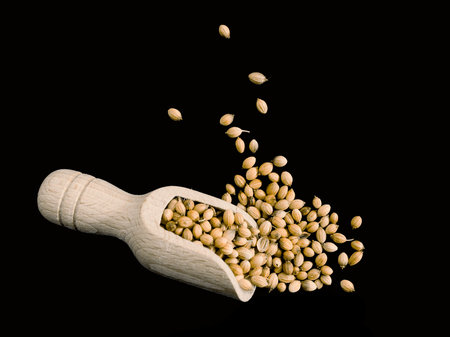 Coriander seed on black.の写真素材
