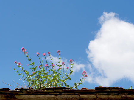 Valeriana officinalis. Medicinal herb.の写真素材