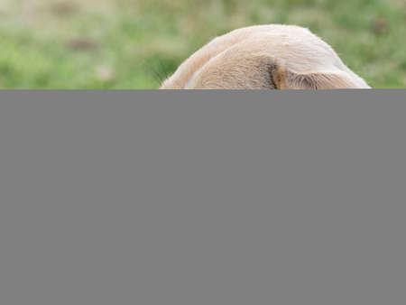 Looks sad.の写真素材