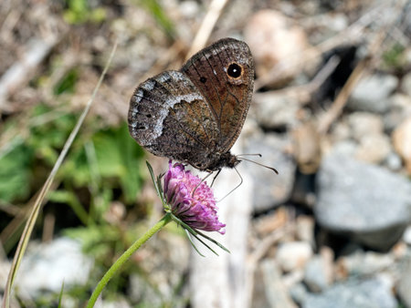 Satyrus ferula butterfly.