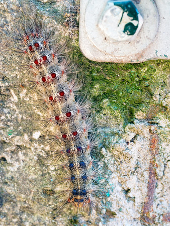 Lymantri dispar, large hairy caterpillar.の写真素材