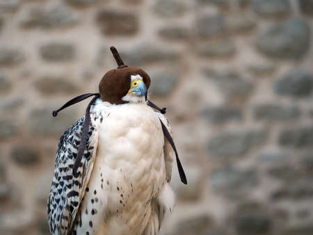 Closeup of bird of prey in hood. Falconry.の写真素材