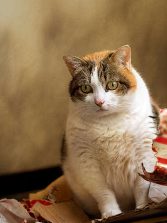 My cat last Christmas in the gift wrap, focus on cat, paper unidentifiable.の写真素材