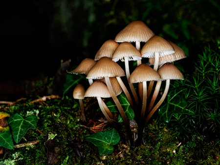 Beautiful light. Small toadstools in wood.の写真素材