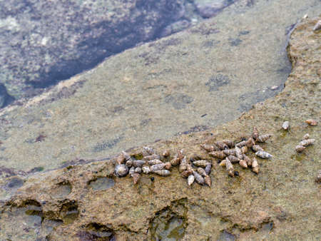 Sea snails. Less than 2cm big each one.の写真素材