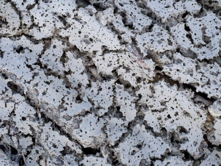Strange holey texture, found on beach.