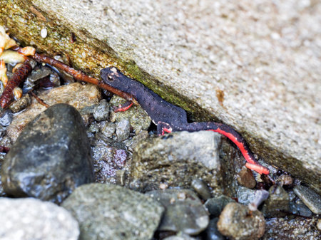 Salamandrina terdigitata.の写真素材