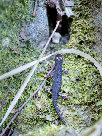 Spectacled salamander, Italy