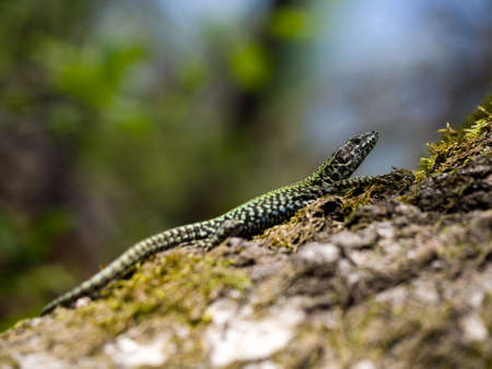 Wall lizard sunning himself.の写真素材