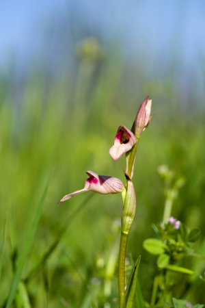 Serapias lingua, Italy.の写真素材