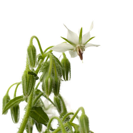 Wild white borage. Beautiful herb, less common colour.の写真素材