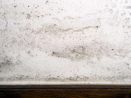 Unhealthy mold inside house on wallの写真素材