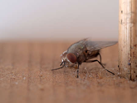 Fly macro, just emerged from pupa. Differential focus.の写真素材