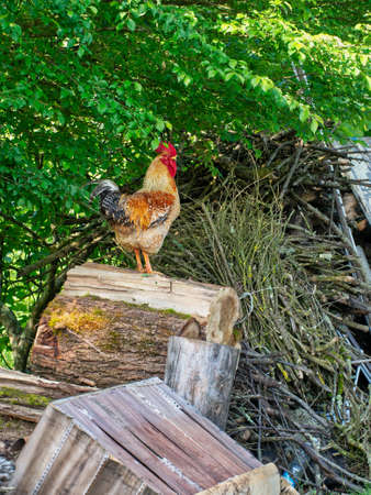 Rural farm life. Rooster on woodpile.の写真素材
