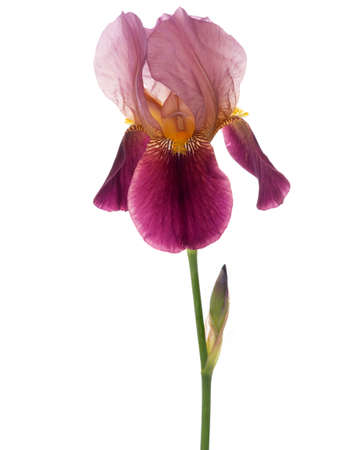 Iris germanica. Bearded iris isolated on white.の写真素材