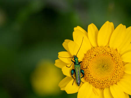 Oedemera nobilis. Aka Thick-legged flower beetle.の写真素材