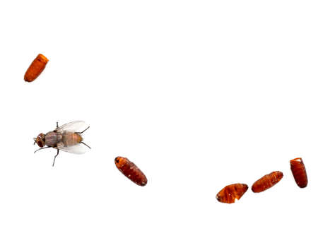 Nature macro. Fly pupae and recently emerged fly. Isolated on white.の写真素材
