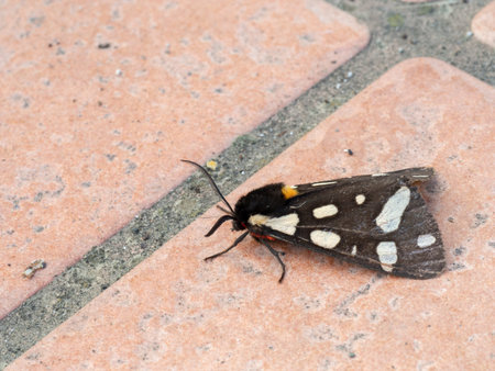 European moth. Arctia villica, Cream spot tiger moth.の写真素材
