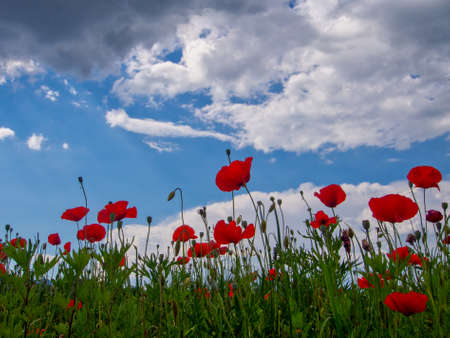 Low angle view of red poppy flowers and blue sky.の写真素材