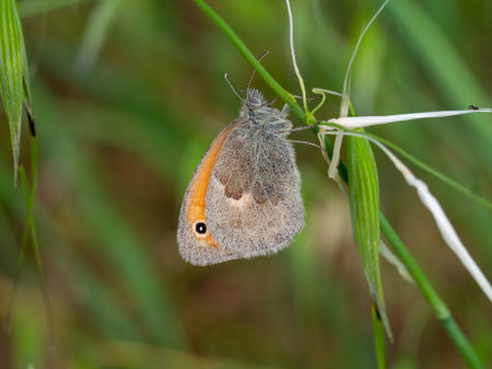 The small heath (Coenonympha pamphilus) butterfly