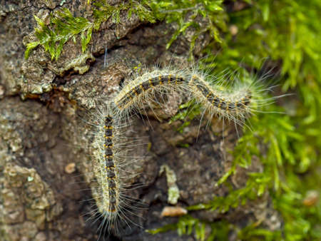 Thaumetopoea processionaria. Dangerous caterpillar, allergies etc.の写真素材