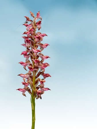 Anacamptis coriophora. Photographed in situ in Italy, with background. And photobomb grasshopper.の写真素材