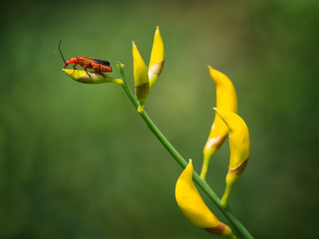 Aka Bloodsucker beetle, Hogweed Bonking Beetle. Cantharidae.