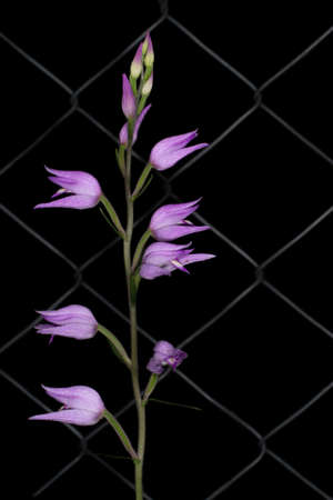 Red helleborine orchid (Cephalanthera rubra). Europe.の写真素材