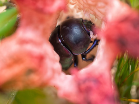 Nature macro.