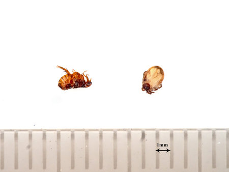 Pulex irritans.