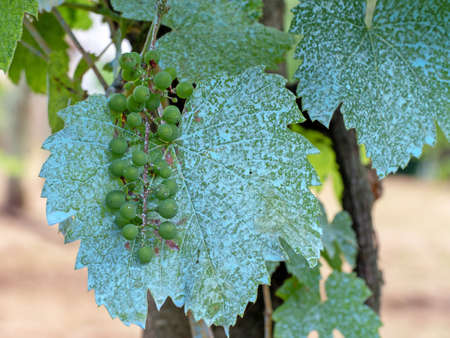 Grapes on vine in vineyard treated with Bordeaux mixture, copper sulfate sulphate and calcium oxide. Organic fungicide.の写真素材