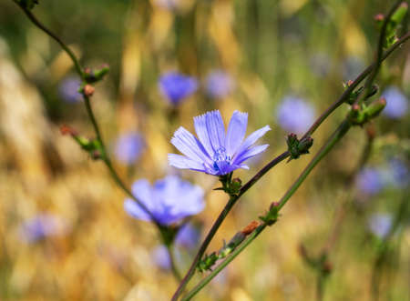 Blue flowers of wild chicory Cichorium intybus. Beautiful perennial, herbaceous wild flower.の写真素材