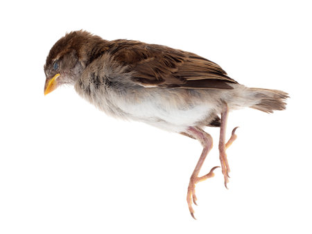 A dead sparrow, sadly killed by my pet cat. On white background. Young bird, just a fledgeling. Passeridae.の写真素材