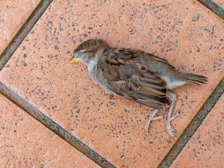 Dead young fledgeling sparrow, a gift from my pet cat. Killed and left on my patio.の写真素材
